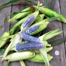 Baby Blue Jade Corn 4 Seeds Fresh Garden