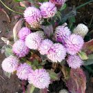 Dwarf Gomphrena Globosa 200 Seeds Pink Fresh Garden
