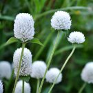 200 Seeds White Radiant Gomphrena Globosa Varieties Fresh Garden