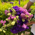 300 Seeds Mixed Limonium Sinuatum Fresh Garden