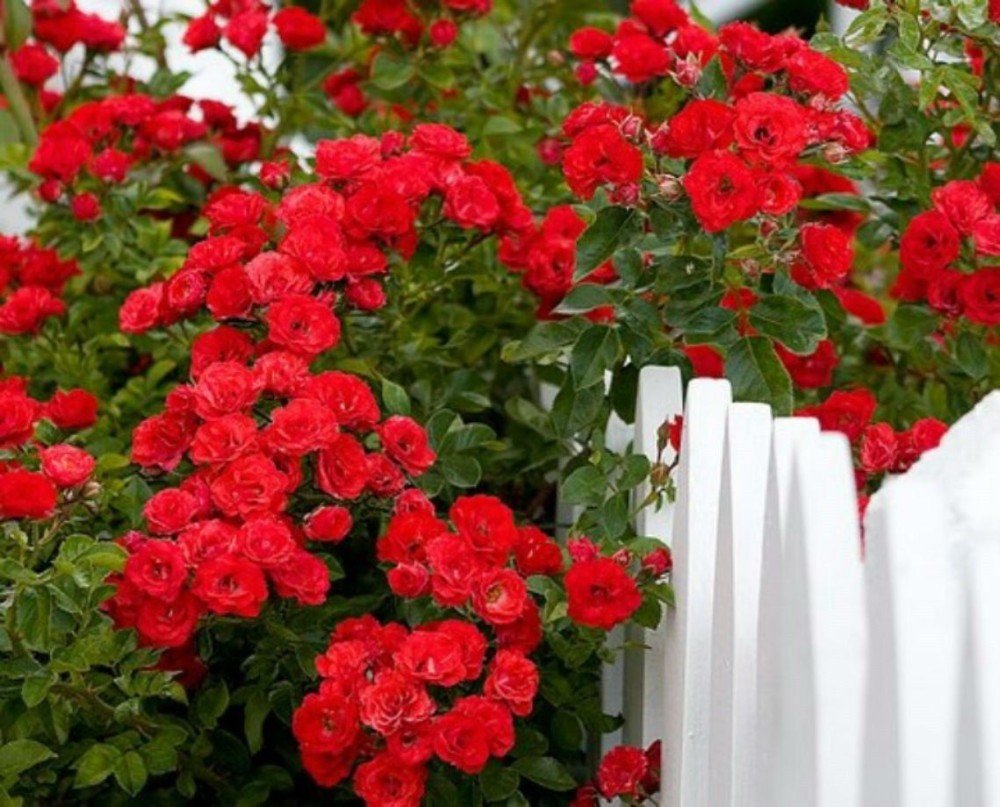 100 Seeds Rare Red Climbing Rose Seeds Very Beautiful Ornamental Climbing Flowers Fresh Garden
