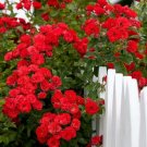 100 Seeds Rare Red Climbing Rose Seeds Very Beautiful Ornamental Climbing Flowers Fresh Garden