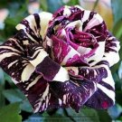 200 Seeds Black Dragon Rose Bush Flower Fresh Garden
