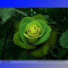 50 Seeds Rare Dark Green Light Green Rose Plant Strong Fragrant Flowers Fresh Garden