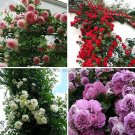 50 Seeds Mixed 4 Types Of Climbing Rose Perennial Pink Red White Light Purple Flowers Fragrant Fresh