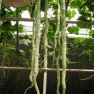 10 Seeds Snake Gourd Trichosanthes Cucumerina Fresh Garden