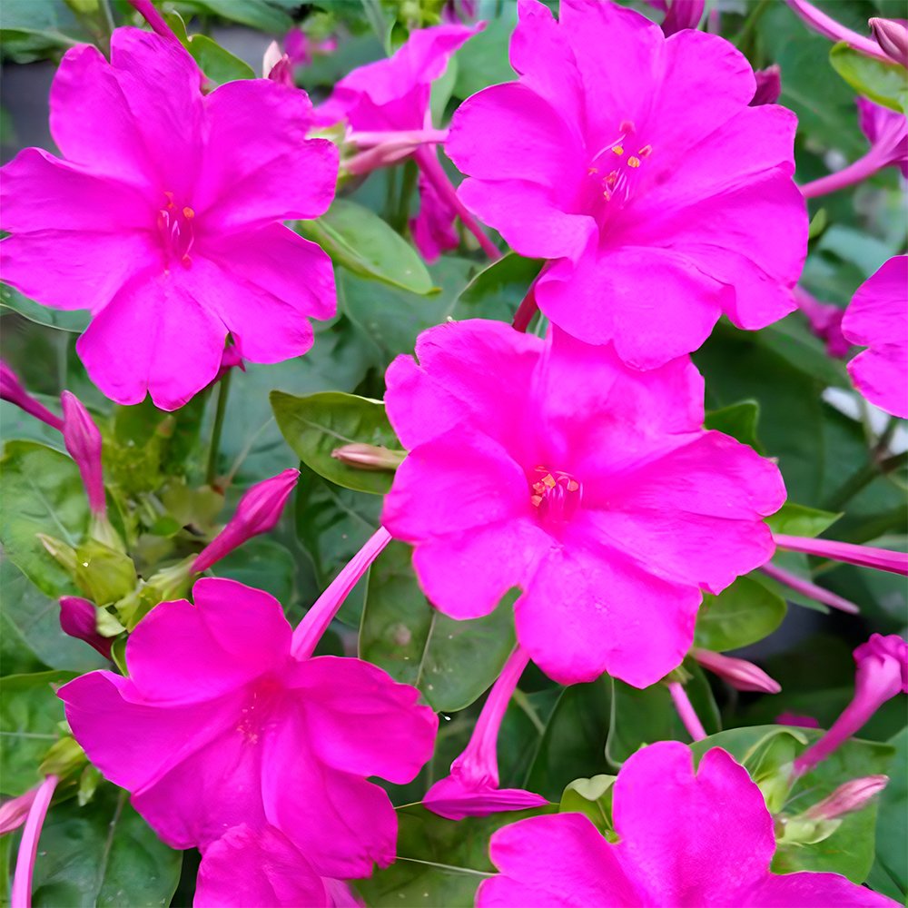 50 Seeds Rose Pink Four O Clock Flower Mirabilis Jalapa Fresh Garden