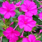 50 Seeds Rose Pink Four O Clock Flower Mirabilis Jalapa Fresh Garden