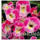100 Pcs Torenia Fournieri Bonsai Amazing Flower Bonsai Fresh Garden