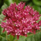 30 Pcs Seeds Asclepias Purpurascens Purple Milkweed Monarch Host Plant Fresh Garden