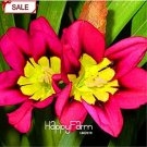 50 Pcs Seeds Balcony Potted Flowers Red Sparaxis Tricolor Rose Flowering Plant Fresh Garden