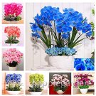 100Pcs Phalaenopsis Orchid Phalaenopsis Plants Bonsai Hydroponic Flower Mix Fresh Garden