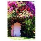 105 Pcs Climbing Bougainvillea Bonsai Fresh Garden