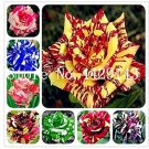 200 Pcs Bag Germany Rare Dragon Rose Bonsai Flowering Mixed Fresh Garden
