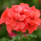 10 Seeds Geranium Hrizon Coral Spice Fresh Garden