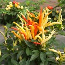 100 Seeds Ornamental Chili Pepper K0C03 Fresh Garden