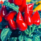 100 Seeds Ornamental Chili Pepper Cap10 Fresh Garden