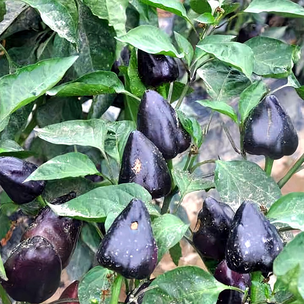 100 Seeds Ornamental Chili Pepper Cap13 Fresh Garden