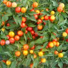 100 Seeds Ornamental Chili Pepper Cap18 Fresh Garden