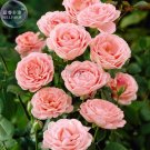 50 Seeds Rose Lovely Pale Pink Rose Flower Light Fragrant Fresh Garden