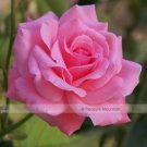 50 Seeds Yunnan Pink Rose Flower Beautiful Fresh Garden