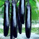 400 Seeds Shiny Black Beauty: Thick And Tender Long Eggplant Fresh Garden