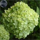 20 Seeds Green Hydrangea Flower Giant Big Blooms Perennial Shrubs Fresh Garden