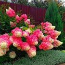 20Pcs Vanilla Strawberry Hydrangea Flower Seeds T2 Fresh Garden