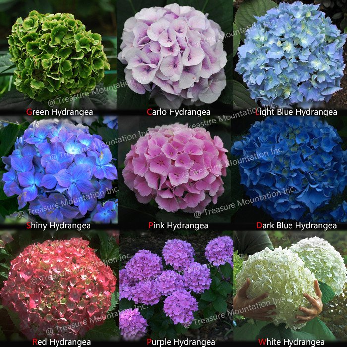 135 Seeds 9 Colors Panicle Hydrangea Showy Heavy Blooms Small Shrub ...