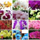 100 Seeds Rare Mixed Colorful Phalaenopsis Amabilis Butterfly Orchid Fragrant Attract Butterflies Li