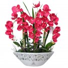 100 Seeds Perennial Phalaenopsis Orchid Flower T3 Fresh Garden