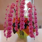100 Seeds Perennial Phalaenopsis Orchid Flower T18 Fresh Garden