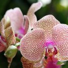 100 Seeds Perennial Phalaenopsis Orchid Flower T21 Fresh Garden