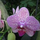 100 Seeds Perennial Phalaenopsis Orchid Flower T23 Fresh Garden