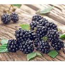 100 Seeds Jumbo Thornless Blackberry Fresh Garden