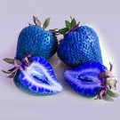 Strawberry Organic Hybrid Edible T4 9 Pakcs African Blue Strawberry 100 Seeds Fresh Garden