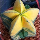10Pcs Astrophytum Ornatum Rare Succulent Seeds T2 Fresh Garden