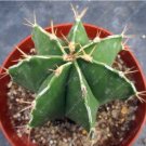 10Pcs Astrophytum Ornatum Rare Succulent Seeds T3 Fresh Garden