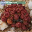 15 Seeds Oophytum Nanum Red Aizoaceae Fresh Garden