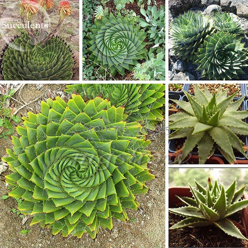 2 Seeds Spiral Aloe Mixed Excellent Houseplants Succulent Rare Plant Fresh Garden