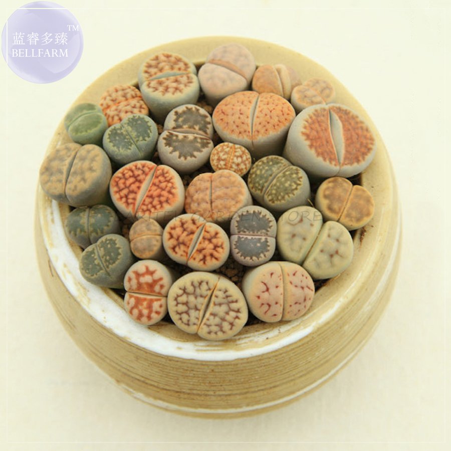 10 Seeds Imported Lithops Ge Kk Seeds A Lovely Livingstones Bonsai Succulent Fresh Garden