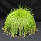 10 Seeds Isolepis Cernua Seeds Bright Green Fiber Optic Plant With Whitish Flowers Fresh Garden