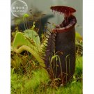 2 Seeds Nepenthes Bongso Fresh Garden