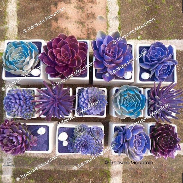 100 Seeds Mixed Bonsai Purple Succulent Plant Fresh Garden