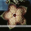 15 Seeds Edithcolea Grandis Succulent Carrion Flower T4 Fresh Garden