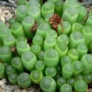 10 Seeds Fenestraria Aurantiaca Succulent Plant Bonsai Perennial Succulent Fresh Garden
