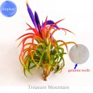 5 Seeds Lonantha Mexican Air Plant Beautiful Booms Green Red Purple Colors On A Plant Fresh Garden