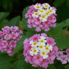 20 Seeds Lantana Camara Perennial Bonsai Flowers T7 Fresh Garden