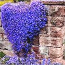 100Pcs Seeds Creeping Thyme Perennial Ground Cover Flower T2 Fresh Garden