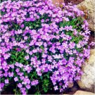 100Pcs Seeds Creeping Thyme Perennial Ground Cover Flower T4 Fresh Garden
